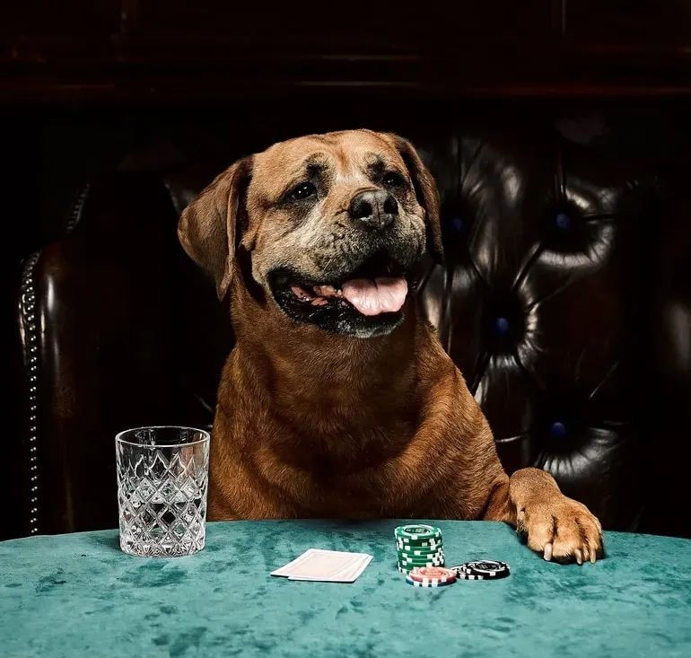 Poker Dog